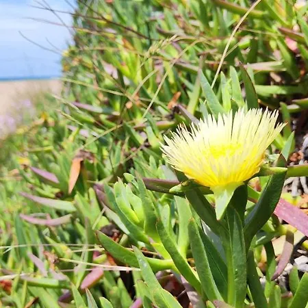 La Marina By Costa Dénia